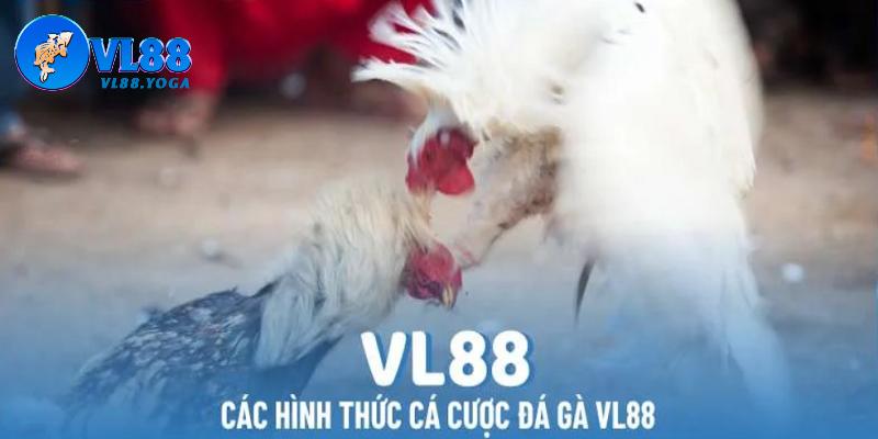 Những hình thức cá cược Đá gà VL88 siêu hấp dẫn